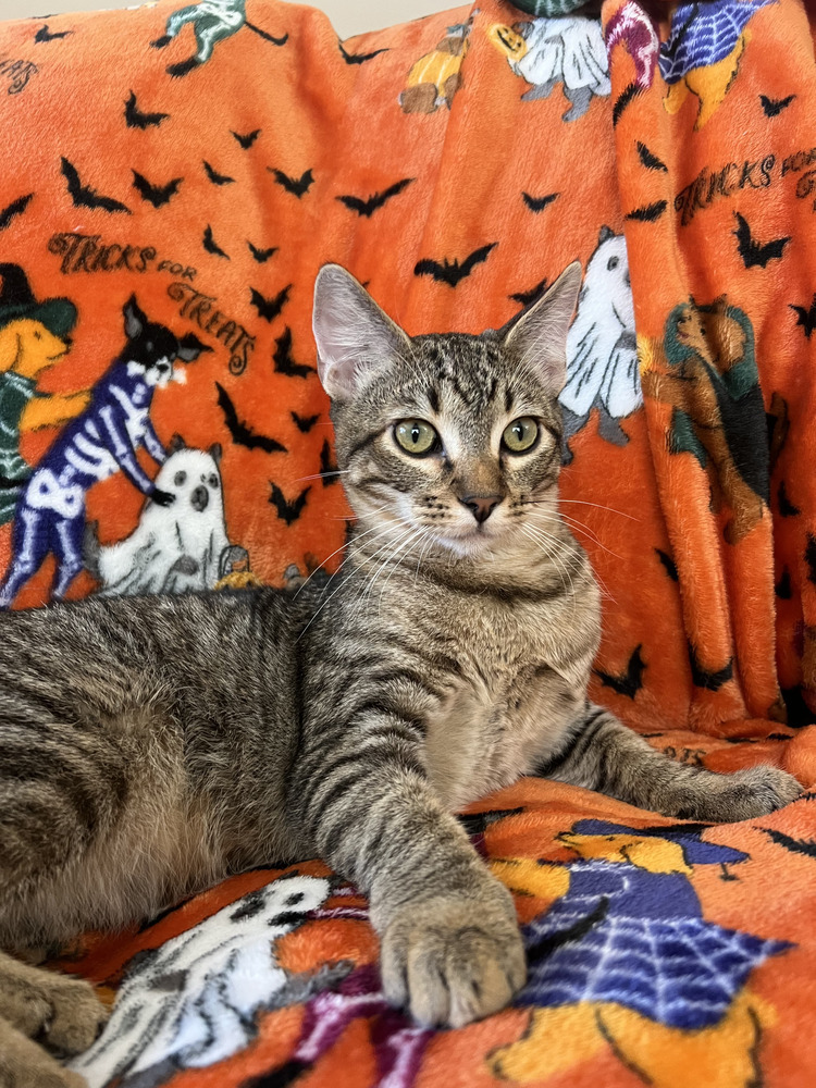 Chase, an adoptable Domestic Short Hair in Salinas, CA, 93905 | Photo Image 2