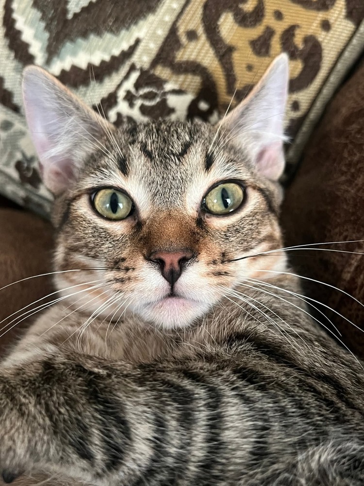 Chase, an adoptable Domestic Short Hair in Salinas, CA, 93905 | Photo Image 3