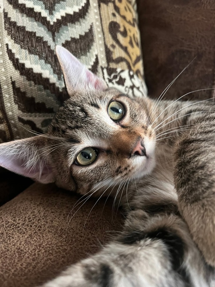 Chase, an adoptable Domestic Short Hair in Salinas, CA, 93905 | Photo Image 4