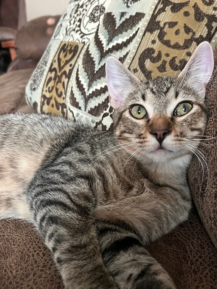 Chase, an adoptable Domestic Short Hair in Salinas, CA, 93905 | Photo Image 5