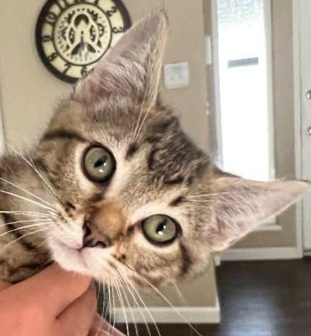 Chase, an adoptable Domestic Short Hair in Salinas, CA, 93905 | Photo Image 6