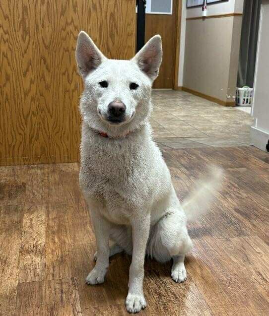 Xena, an adoptable Husky, Shiba Inu in Elbow Lake, MN, 56531 | Photo Image 1