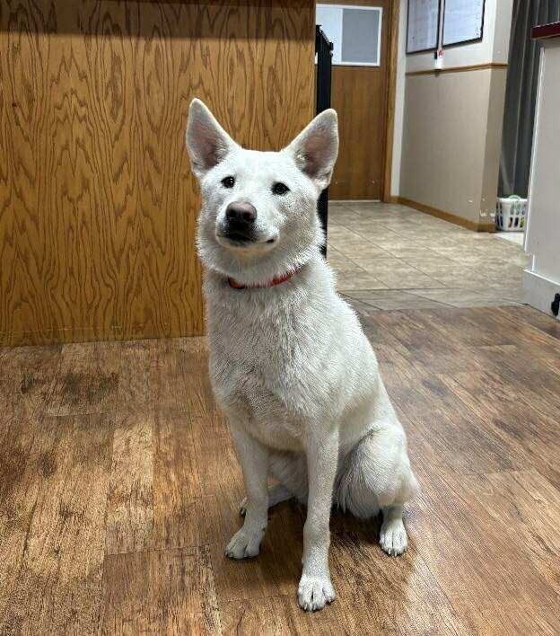 Xena, an adoptable Husky, Shiba Inu in Elbow Lake, MN, 56531 | Photo Image 2