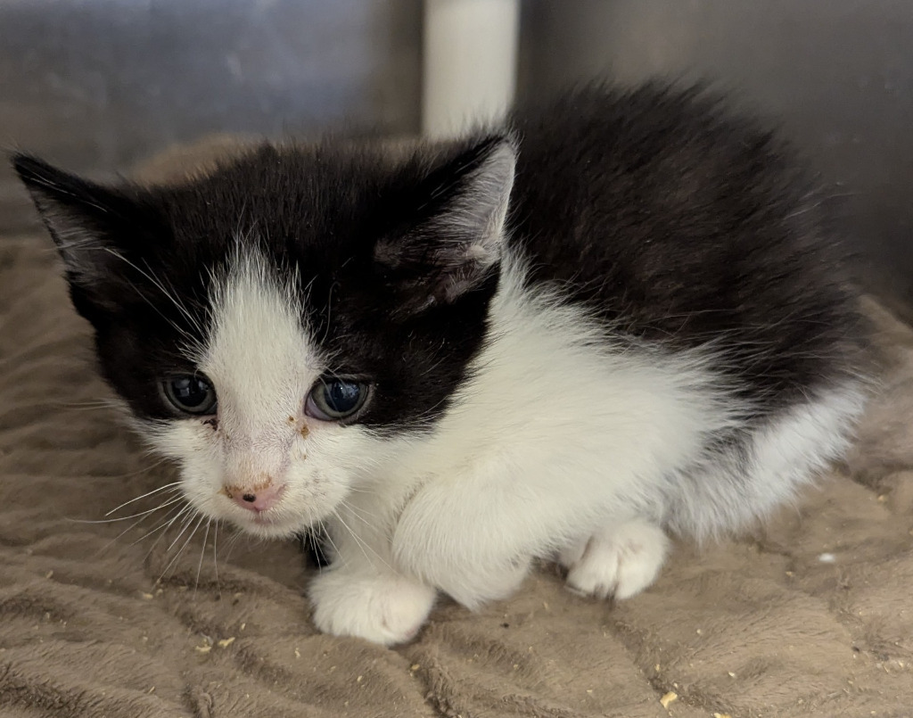 Cedar 138, an adoptable Domestic Medium Hair in Havre, MT, 59501 | Photo Image 1