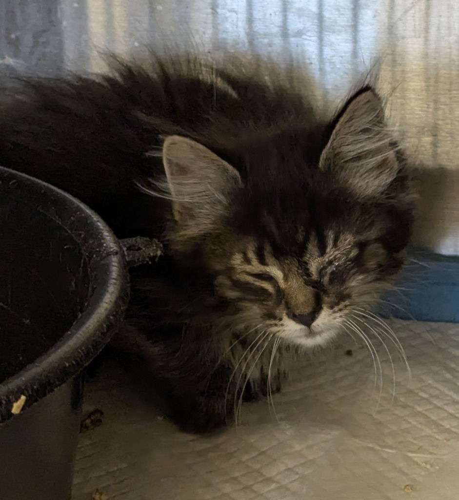 Cedar 141, an adoptable Domestic Medium Hair in Havre, MT, 59501 | Photo Image 1