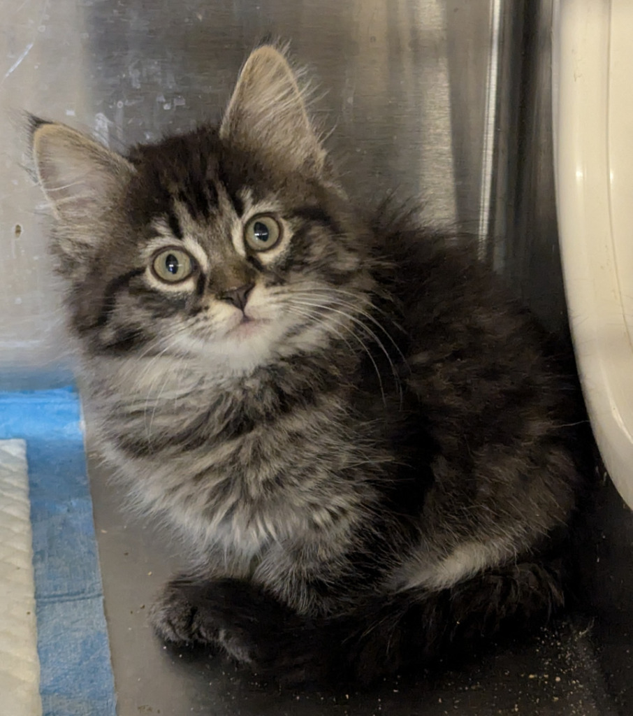 Cedar 140, an adoptable Domestic Medium Hair in Havre, MT, 59501 | Photo Image 1