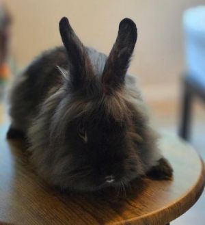Bruce, Baby Male Bunny Rabbit