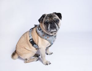 Well Louie is back with us again His journey with our rescue started back in 2