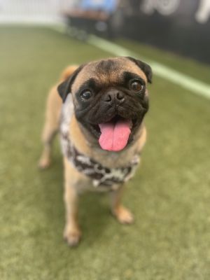 Meet Maye This beautiful 5-year-old 20-pound girl was found as a stray before making her way to us