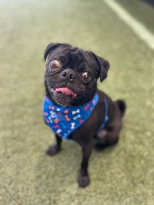 Say hello to Poindexter a pint-sized pup with a story almost too wild to believe This 3-year-old 
