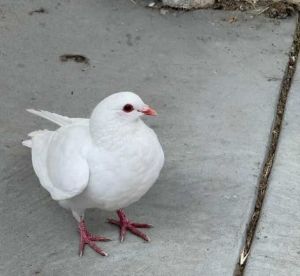 Lalani is a young adult King pigeon who was found alone emaciated and very hungry A nice man noti