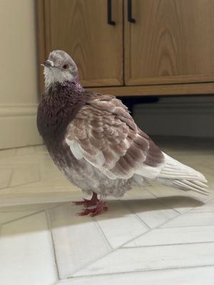 Physically tiny Eclair at 186 grams is barely bigger than a Ringneck dove but personality-wise s