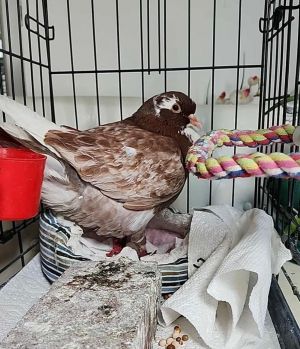 Billy-Bob is sweet flirty bird who prefers to be petted She would probably come around to being hel