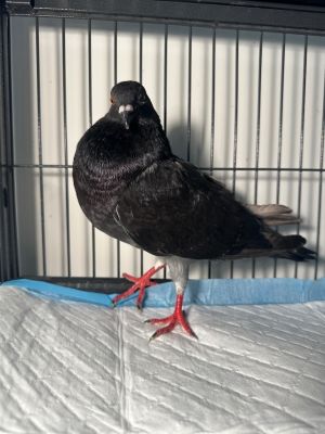 Sammy is a lovely lucky rescued feral pigeon who suffered an eye-wrecking injury that meant he woul