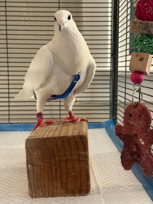Twinkle is a total sweetheart whos all about the rescue life Her three favorite things are loafing