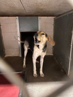 All hail the King--Elvis has entered the building This 1-year-old Harrier mix may have the voice of