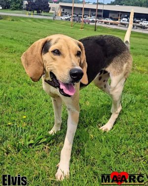 All hail the King--Elvis has entered the building This 1-year-old Harrier mix may have the voice of