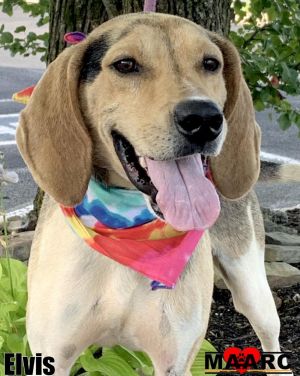 All hail the King--Elvis has entered the building This 1-year-old Harrier mix may have the voice of