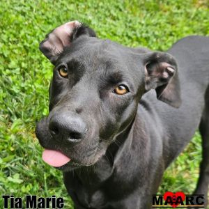 Meet Tia Marie our mystery mix with maximum charm At just 6 months old this Labradorish pup is