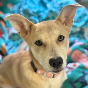 Hi there My name is Mija and Im at the Santa Maria Campus Im a 4 month old female husky