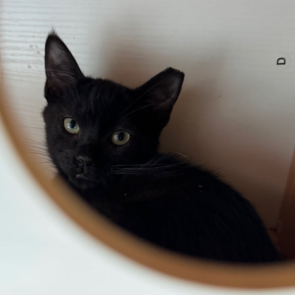 Hershey, an adoptable Domestic Short Hair in Volcano, HI, 96785 | Photo Image 1