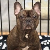 Meeko, Adult Male French Bulldog