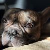 Meeko photo 4