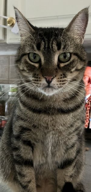 Malik, Adult Male unknown