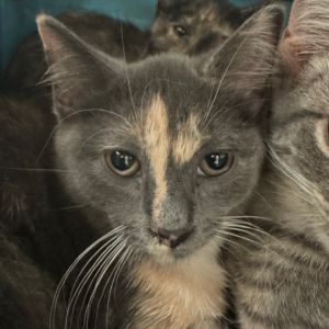 Aries, Baby Female Domestic Short Hair