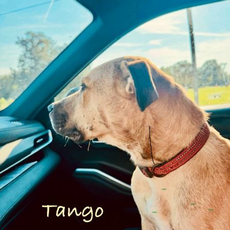 Tango photo