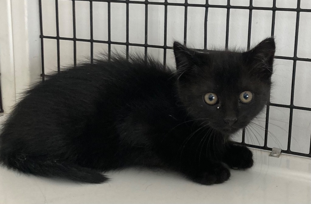 Woody, an adoptable Domestic Short Hair in Green River, WY, 82935 | Photo Image 1