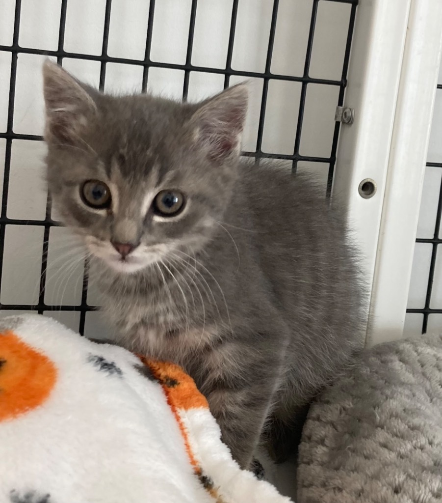 Buzz, an adoptable Domestic Short Hair in Green River, WY, 82935 | Photo Image 1