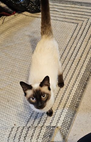 Hi Im Oreo the perfect mix of sugar and spice but mostly sugar Im a super sweet boy who just