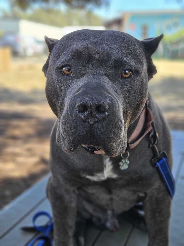 Titus