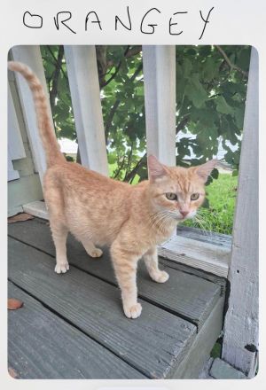 Orange Blossom (AKA Orangey), Adult Female unknown