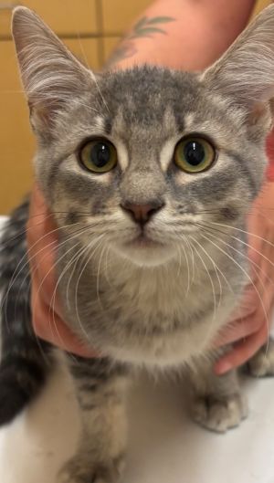 BERRY, Baby Female Domestic Short Hair