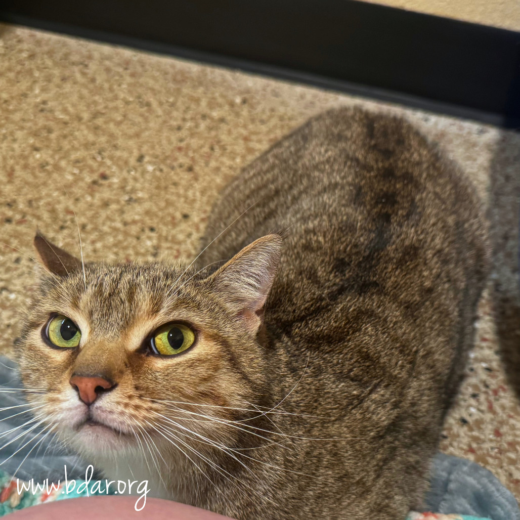Erin, an adoptable Domestic Short Hair in Cheyenne, WY, 82009 | Photo Image 1