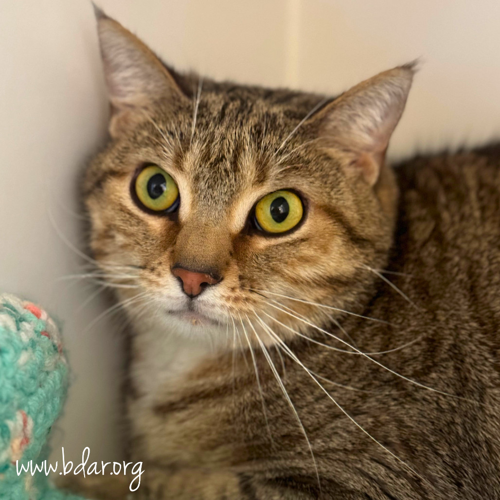 Erin, an adoptable Domestic Short Hair in Cheyenne, WY, 82009 | Photo Image 2