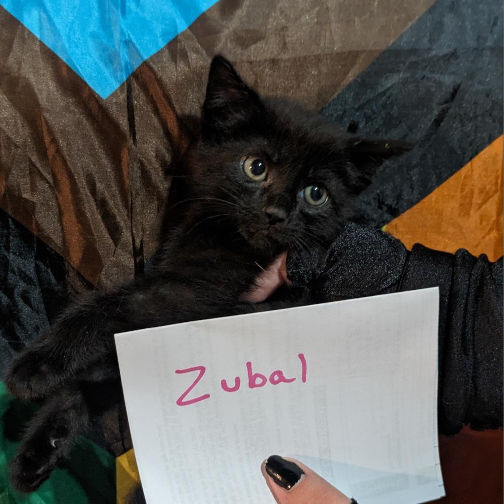 Zubal