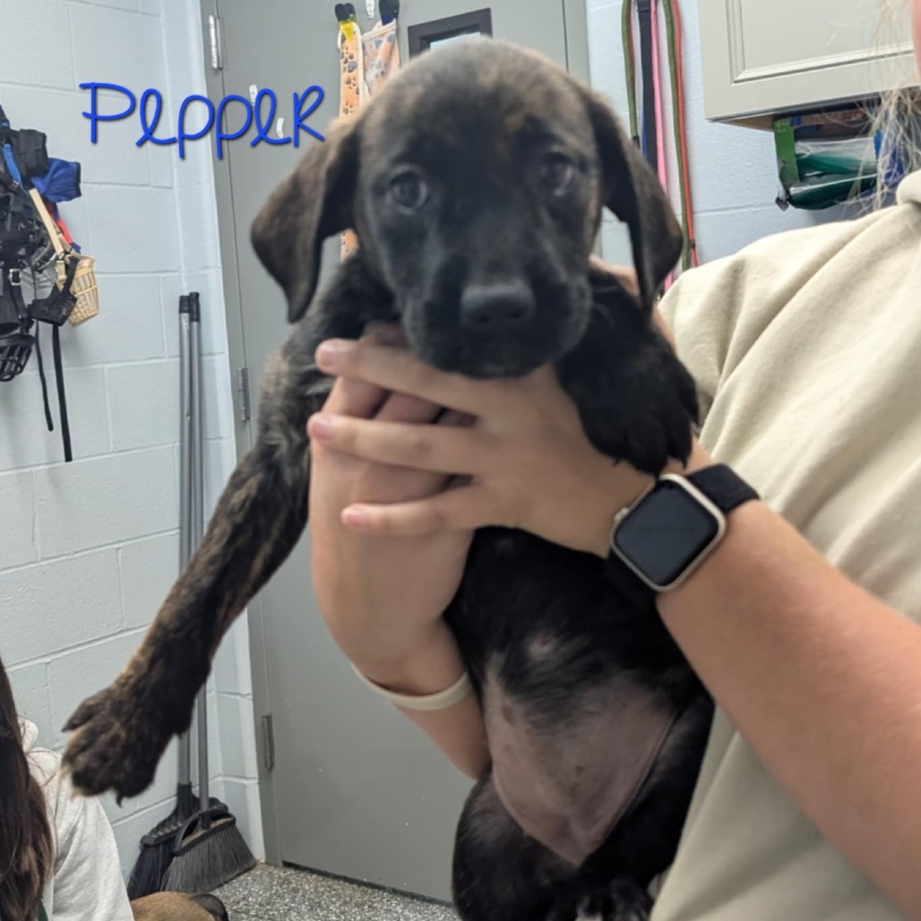 Pepper