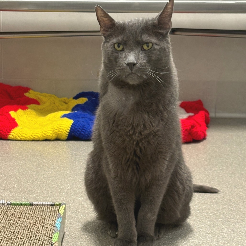 Walter, an adoptable Domestic Short Hair in Hailey, ID, 83333 | Photo Image 1