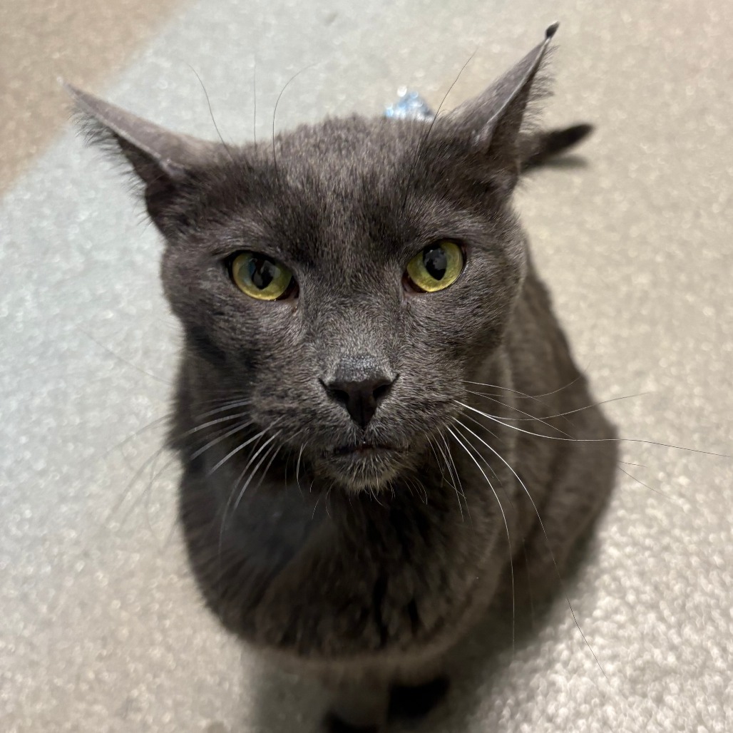 Walter, an adoptable Domestic Short Hair in Hailey, ID, 83333 | Photo Image 2