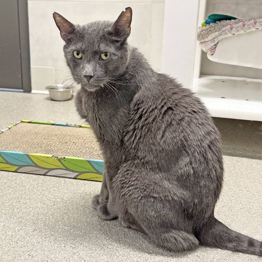 Walter, an adoptable Domestic Short Hair in Hailey, ID, 83333 | Photo Image 3