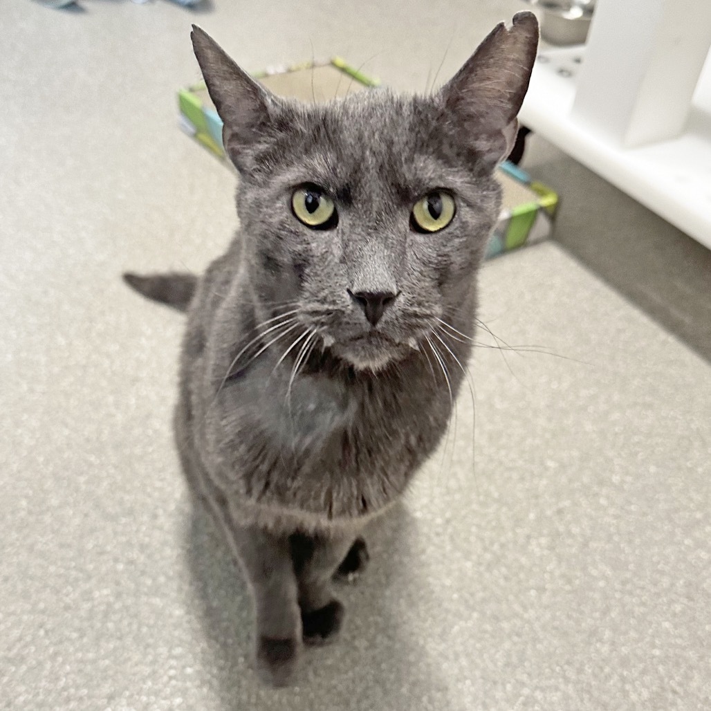 Walter, an adoptable Domestic Short Hair in Hailey, ID, 83333 | Photo Image 4