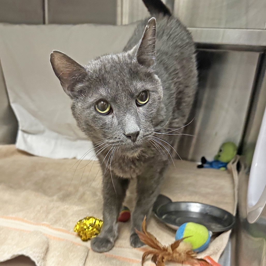 Walter, an adoptable Domestic Short Hair in Hailey, ID, 83333 | Photo Image 5