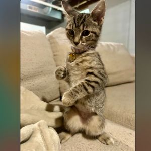 Ginny Weasley, Baby Female Domestic Medium Hair
