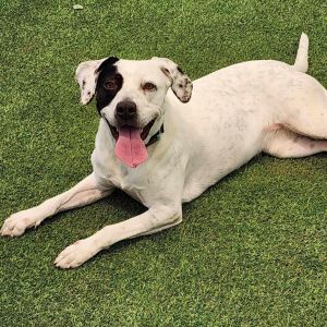 Marcie - PAWS, Adult Female Mixed Breed