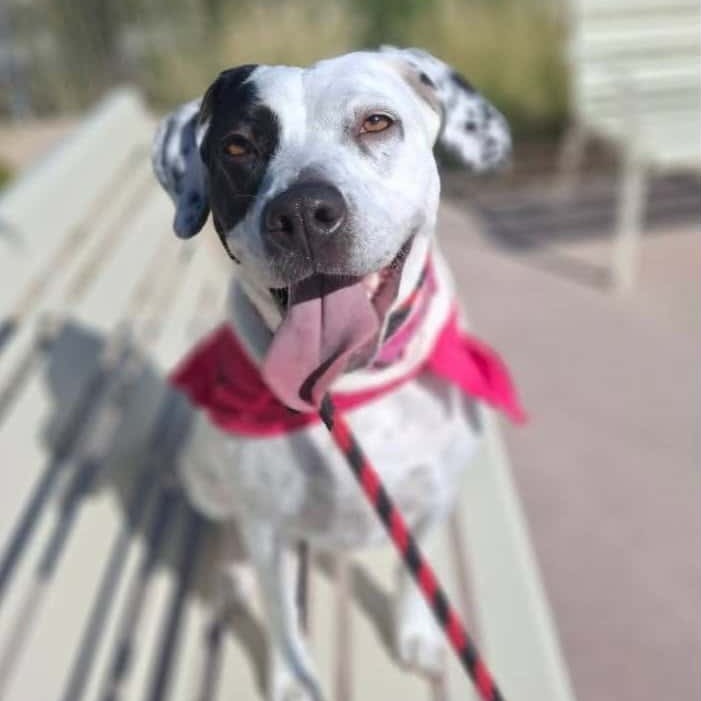Marcie - PAWS, an adoptable Mixed Breed in Las Cruces, NM, 88001 | Photo Image 1