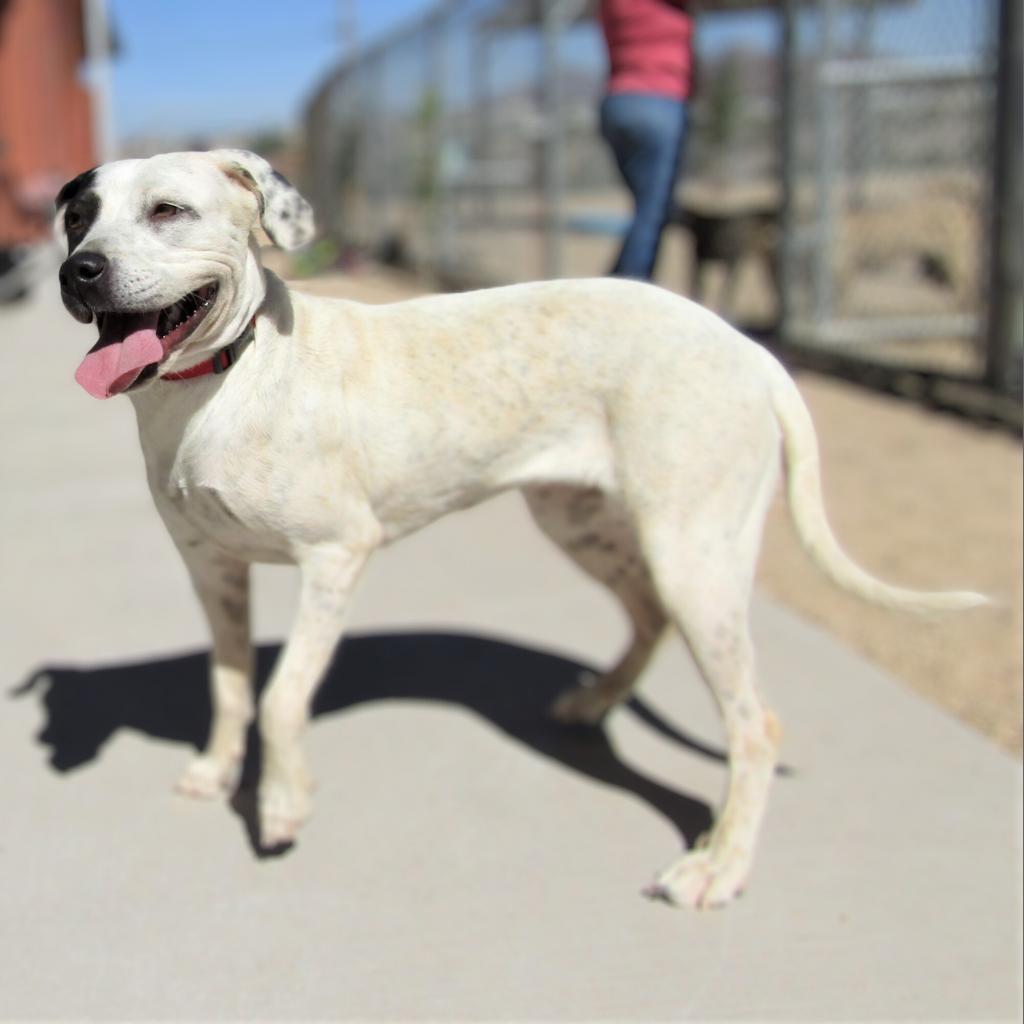 Marcie - PAWS, an adoptable Mixed Breed in Las Cruces, NM, 88001 | Photo Image 2