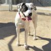 Marcie - PAWS photo 4